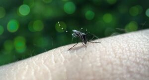Foto mostra com detalhes um mosquito Aedes aegypti pousado em uma mão